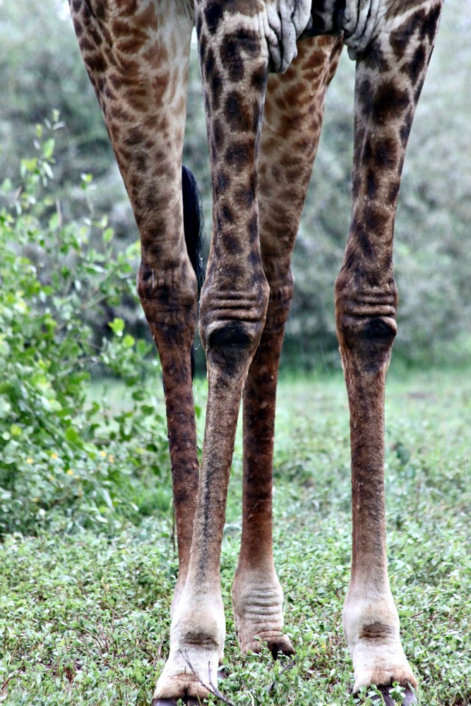 giraffe