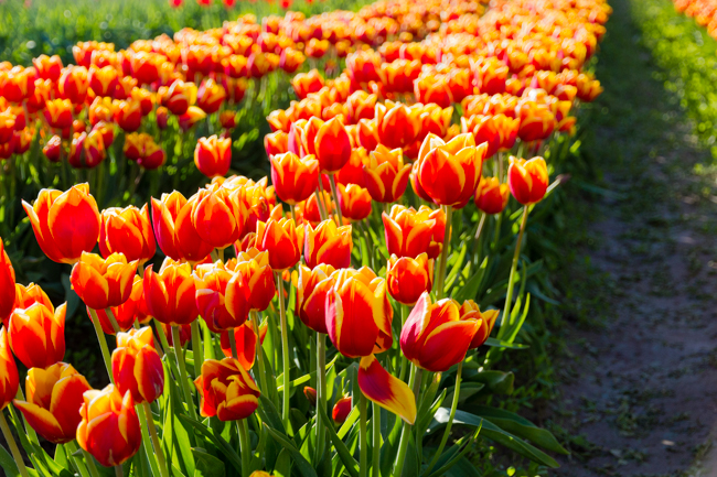 Tulips in Seattle