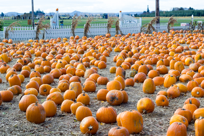 pumpkin patch