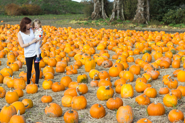 pumpkin patch