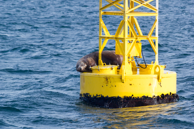 Whale watching in Seattle: Tips!