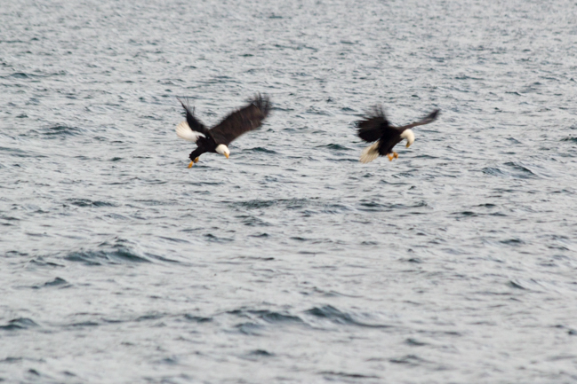 Whale watching in Seattle: Tips!