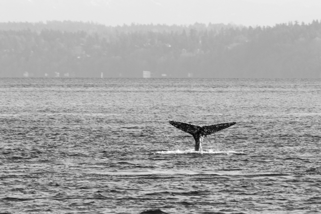 Whale watching in Seattle: Tips!