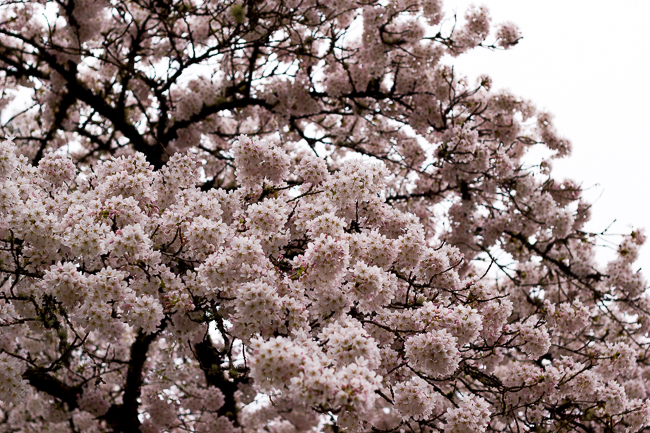 cherry_blossoms_seattle