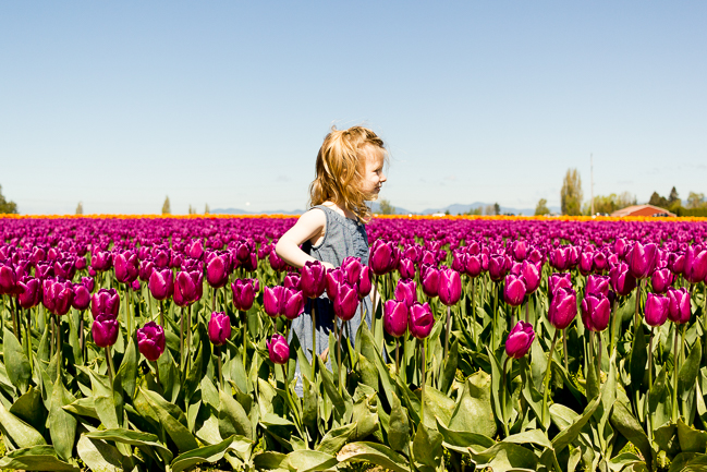 Tulip_Festival_Skagit_Valley