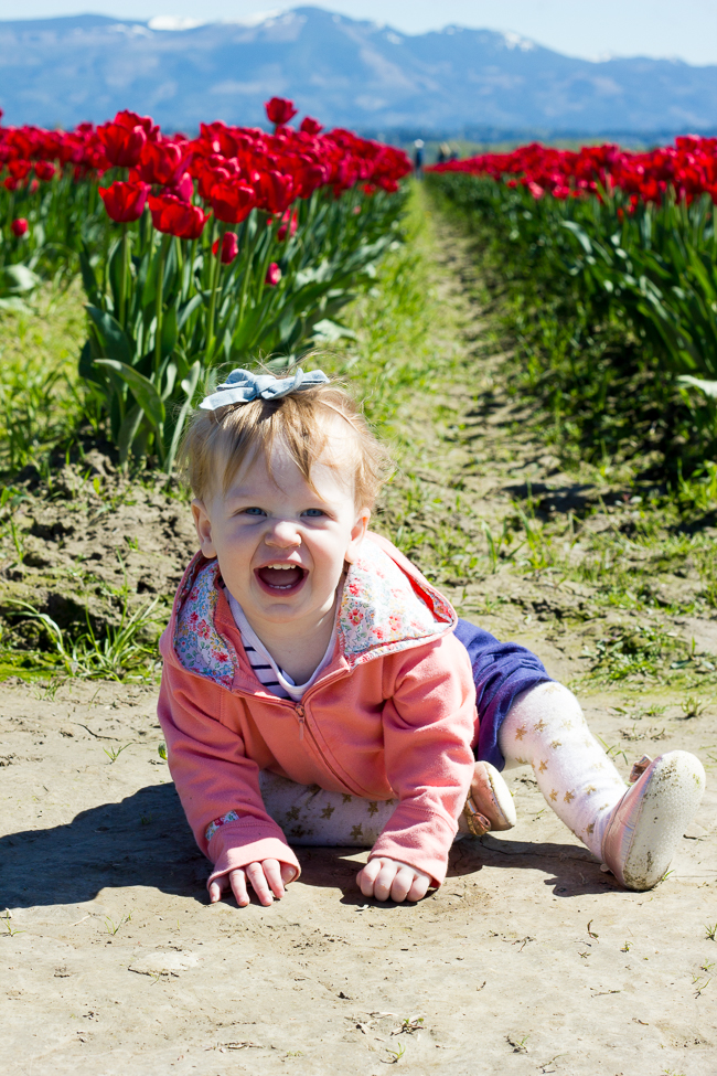 Skagit Valley Tulip Festival