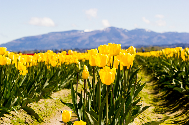 Skagit Valley Tulip Festival