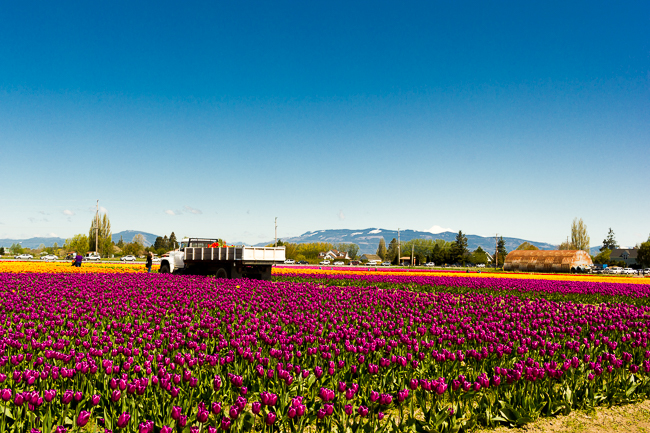 Skagit Valley Tulip Festival