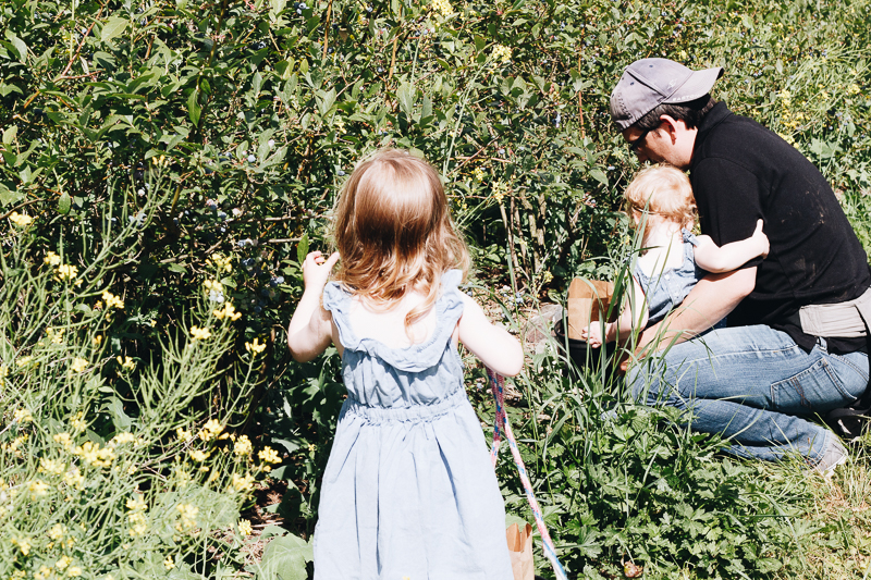 Summer activity: blueberry picking!