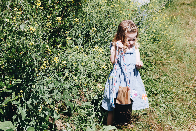 Summer activity: blueberry picking!