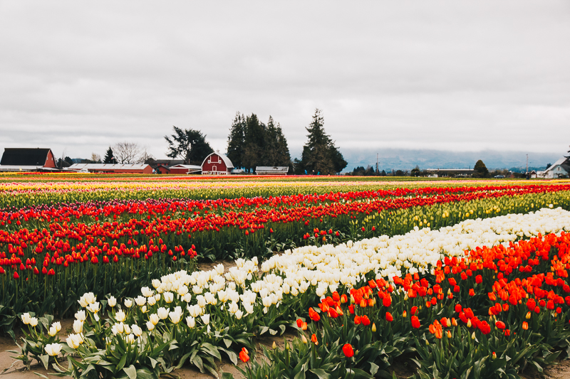 Tips for visiting the tulip fields in Washington (with toddlers)!